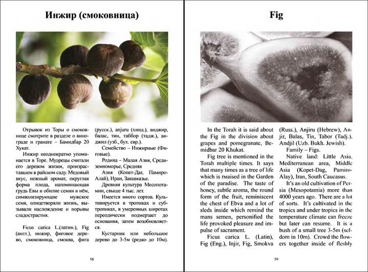 Юзеф Мурдахаев - Растения Торы