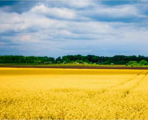 Уолтер Брюггеман - Святой туман войны