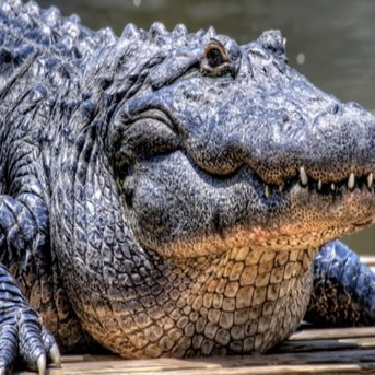 Крокодил дракон морское чудовище